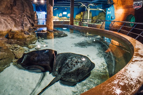 okeanarium-13